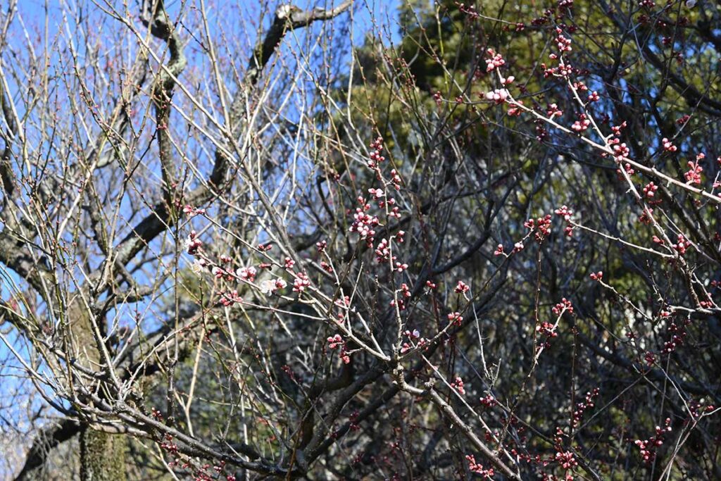 梅の花は開花が遅れました