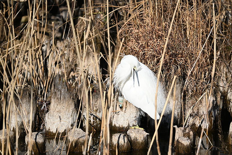 井の頭公園のコサギ