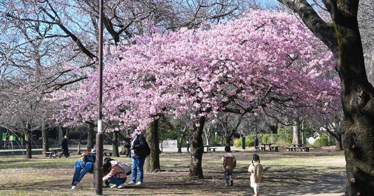 2025年3月　井の頭公園の河津桜