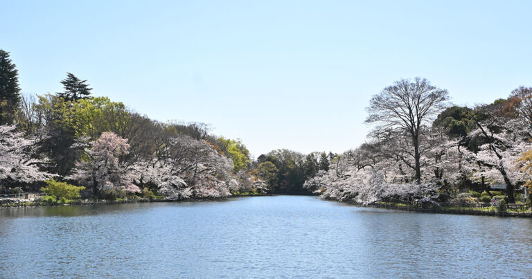 2025年春、井の頭公園の桜