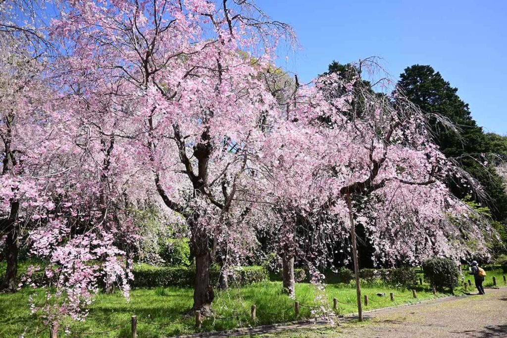 神代植物公園のシダレザクラ