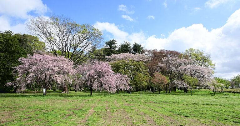 【西東京市】小金井公園 つつじ山広場