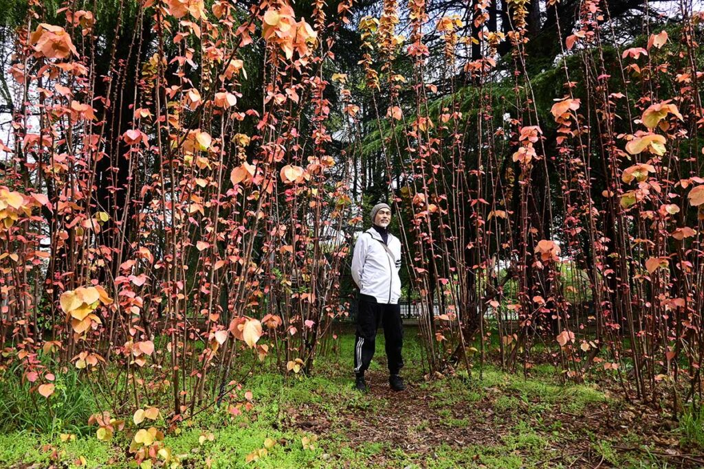田中稜月とオオバベニガシワ
