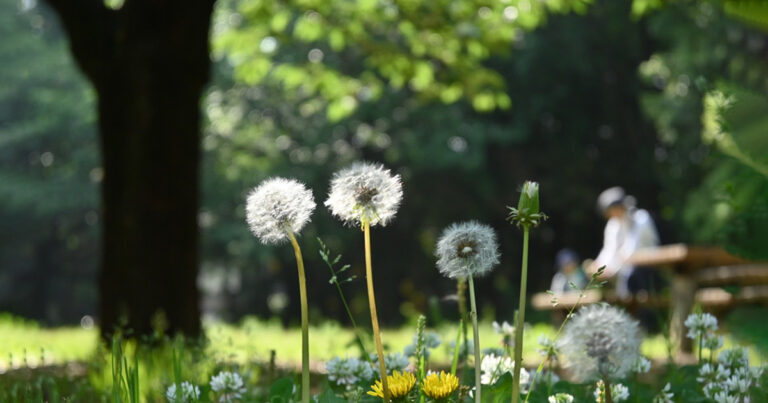 2025年5月 井の頭公園（西園）のたんぽぽ