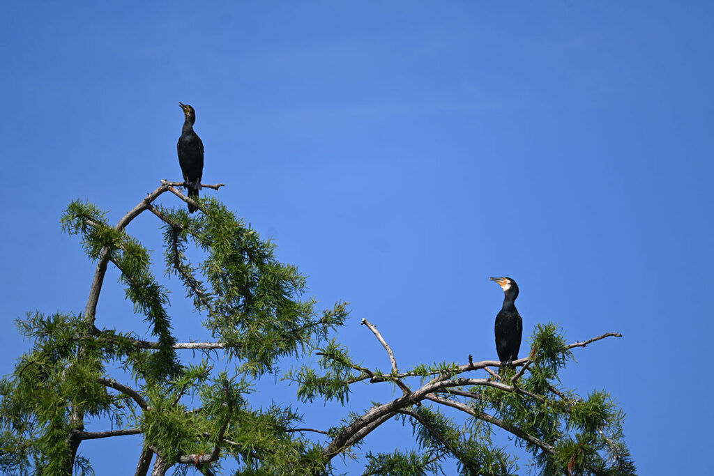 井の頭公園のカワウ
