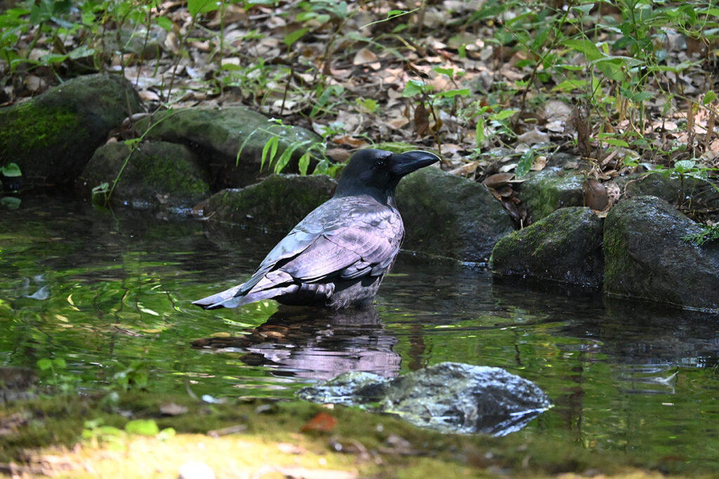 井の頭公園で水浴びをするカラス