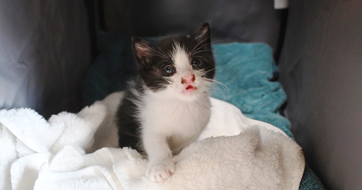 中太郎（ちゅーた）保護2日目