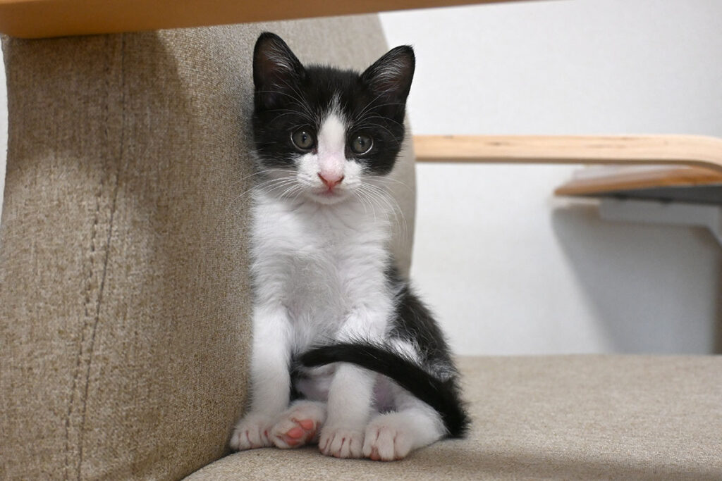 保護して3週間目の中太