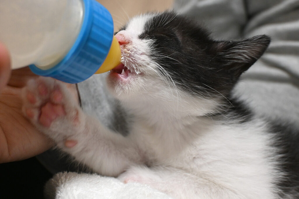 ミルクを飲む子猫の中太