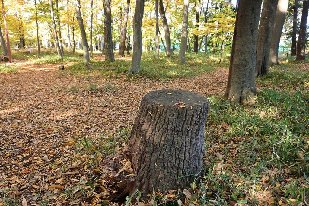 【三鷹市】北野公園