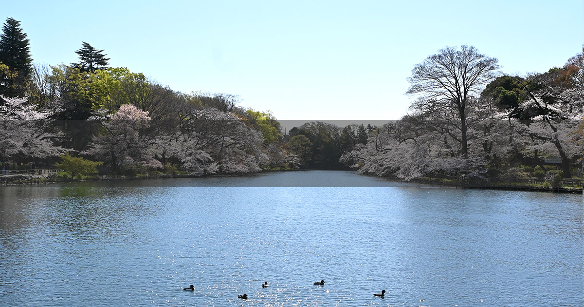 吉祥寺のオアシス「井の頭公園」