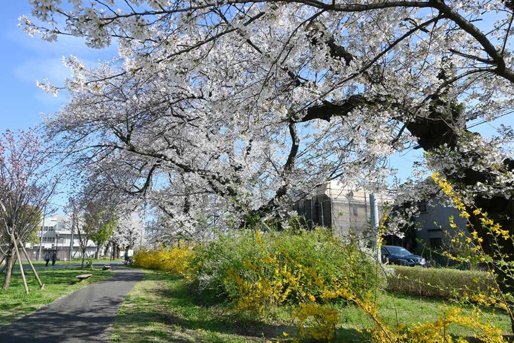 高井戸公園の桜とレンギョウ