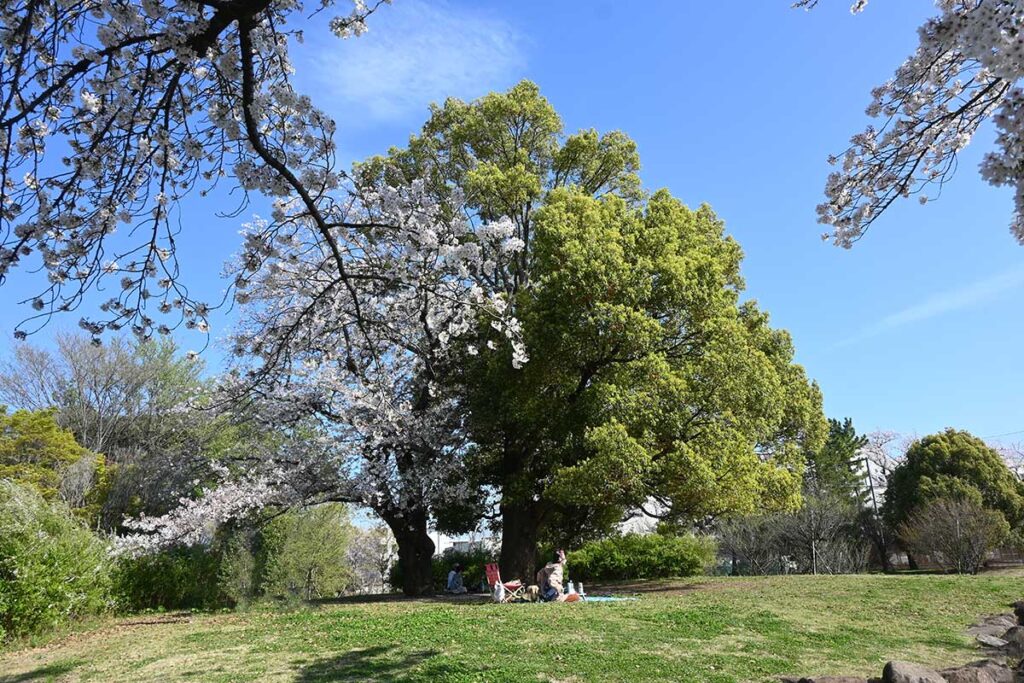 高井戸公園 珍しいクスノキと桜が一体となっている