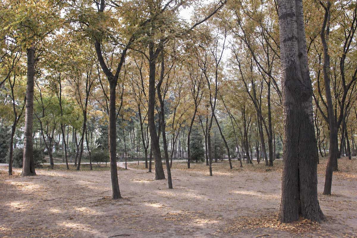 黄褐色に色づいた木々と落ち葉が散る興隆公園の木立