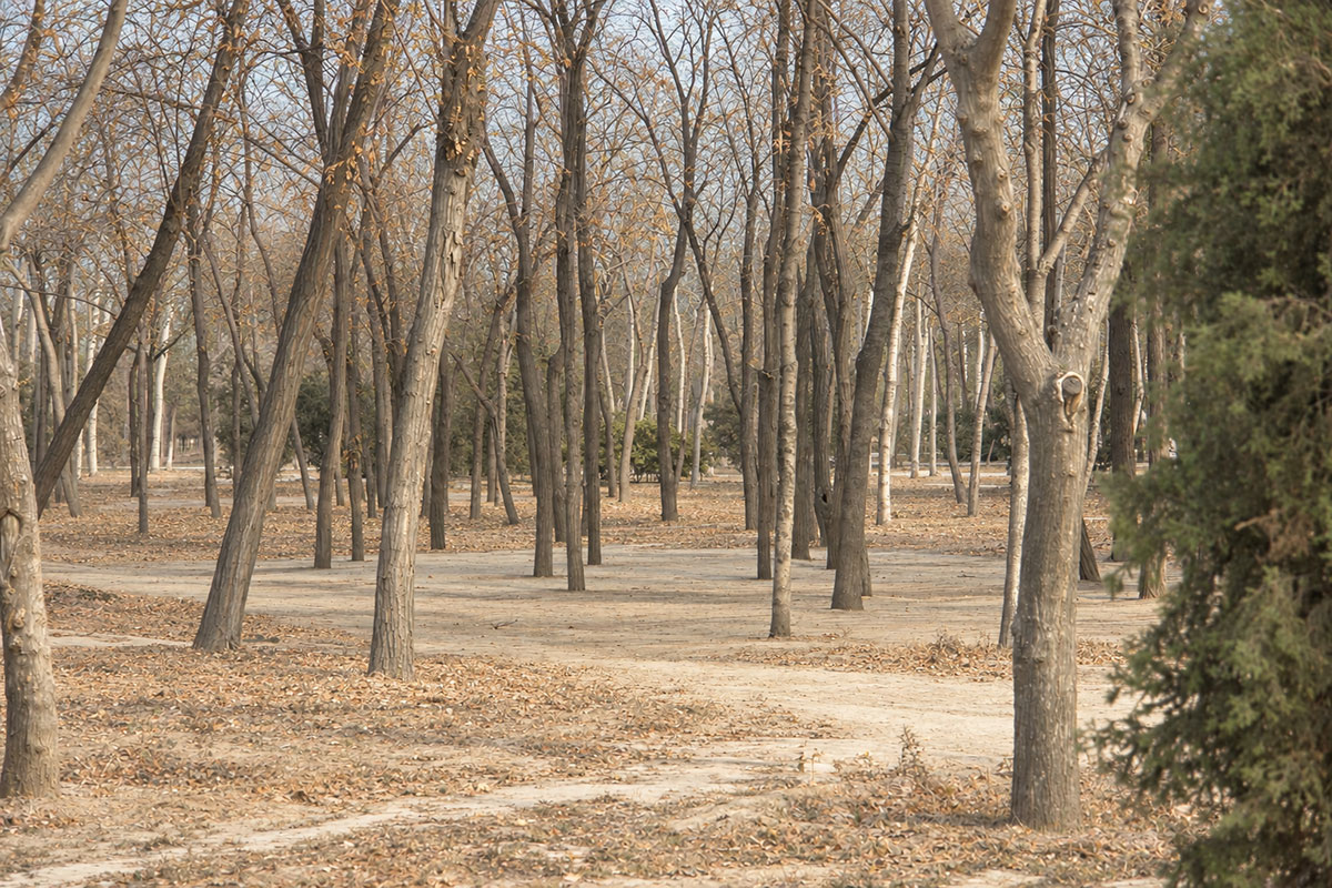 穏やかな日差しが差す12月の興隆公園の木立